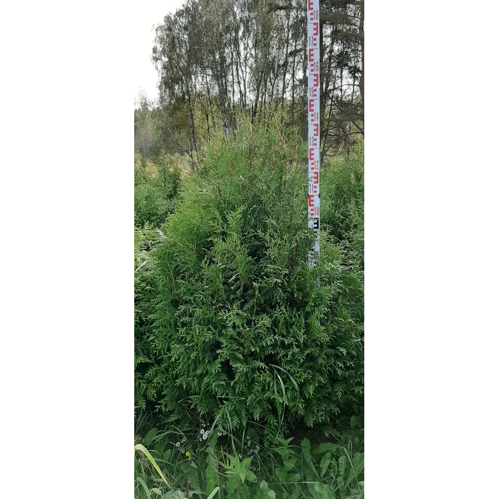 Туя западная Брабант ø48 h120 - 140 см 82779935 STLM-2176432 ГАВРИШ 