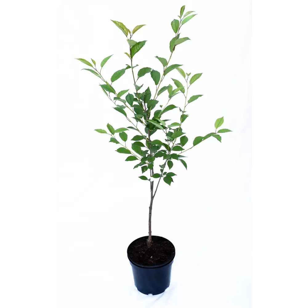 Дюк гибридный Спартанка пакет 89465405 STLM-2016934 PLANTMARKET  - Вид №1