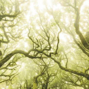 SH055-VD4-Green-Fire Фотообои Komar Stefan Hefele 2.5х4 м