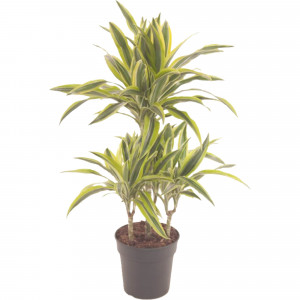 82892069 Драцена Лемон Лайм 21x100 см