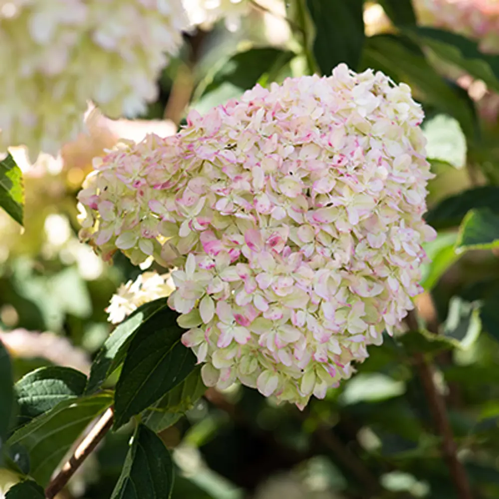 Гортензия метельчатая Cotton Cream от Santreyd - нежный садовый акцент 89369799 STLM-1328499