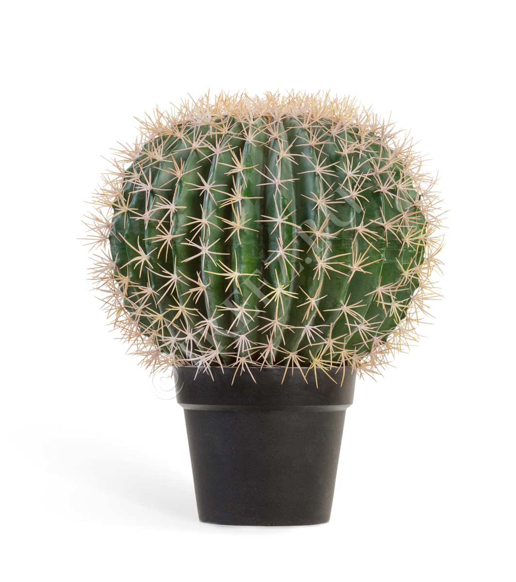 10.091829N Кактус Баррель Цветочная коллекция  - Вид №1