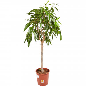 82849682 Фикус "Амстел Кинг" 30х140 см