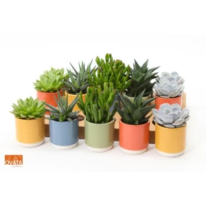 Santreyd Суккулент микс — живой декор для интерьера 89379925