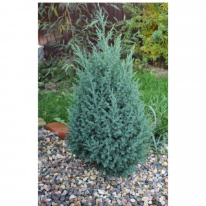 84872963 Можжевельник китайский Стрикта h10 см