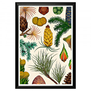 896518672_1818 Арт-постер «Гербарий. Сосновые» Object Desire