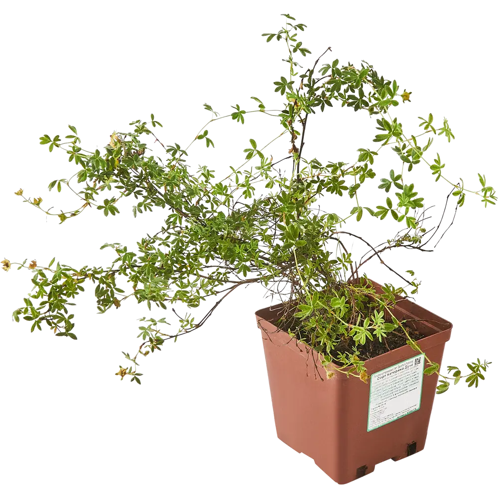 Santreyd Лапчатка «Катерина Дукс» - ароматный многолетник для сада 85606778 STLM-0064538 - Вид №1