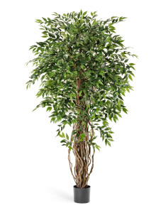 10.31606N Фикус френч лиана де люкс Цветочная коллекция