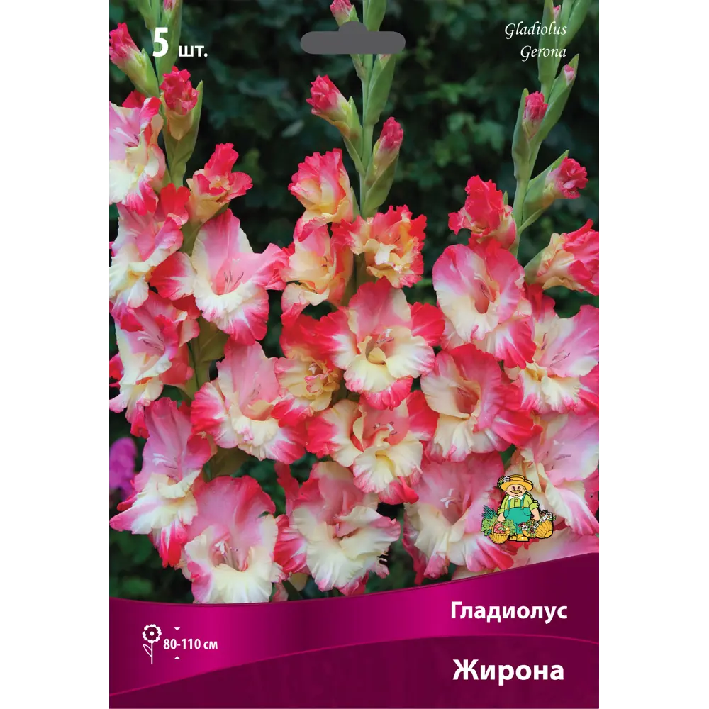 Гладиолус крупноцветковый Жирона луковица 12/14 83596681 STLM-2097190 ПОИСК 