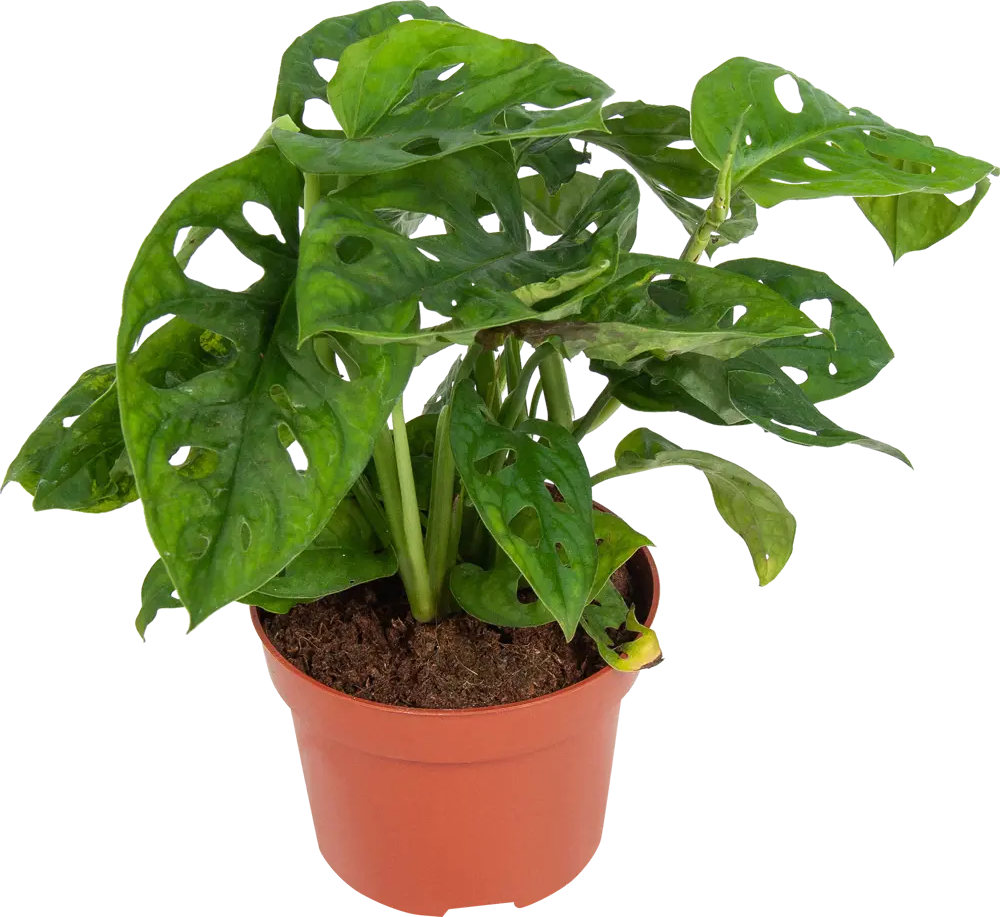 Santreyd Монстера Манки Лиф — экзотическая зелень для вашего интерьера 82741697