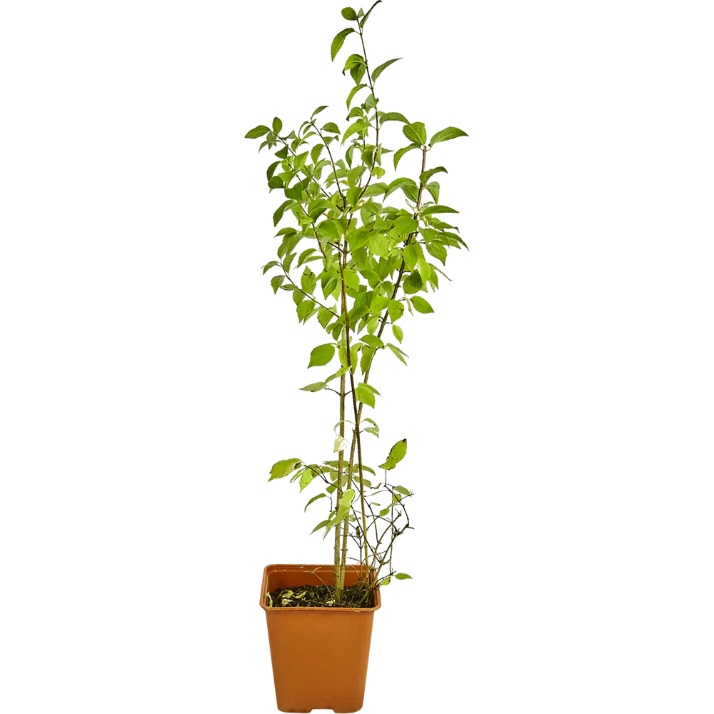 Чубушник микс - декоративный кустарник для сада с разноцветным цветением 89133462 Santreyd STLM-1584849