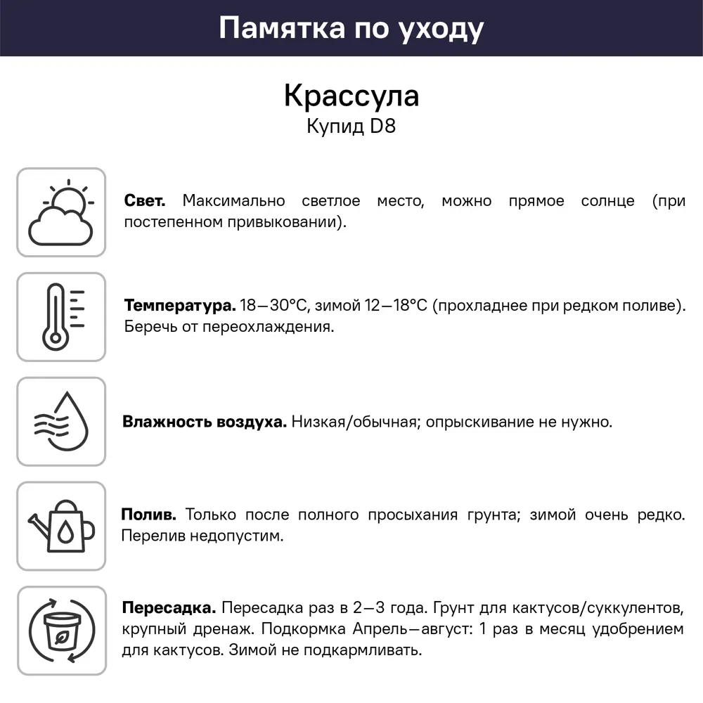 Крассула Купид ø8 h4 см 89447765 STLM-2085533 Santreyd  - Вид №2