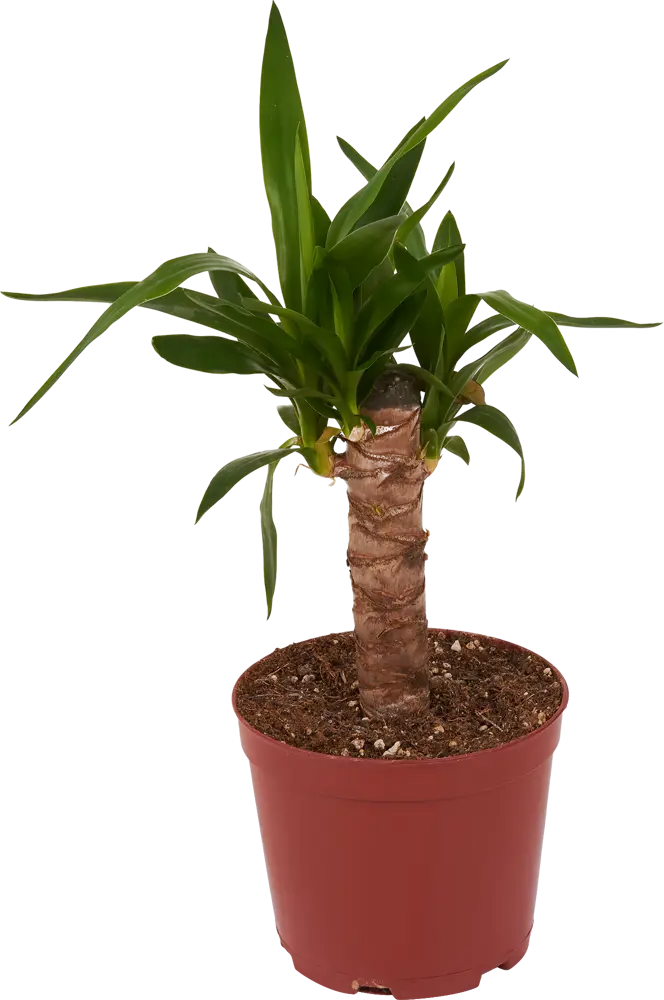 Santreyd Юкка слоновая — изящная ложная пальма для интерьера 83590750