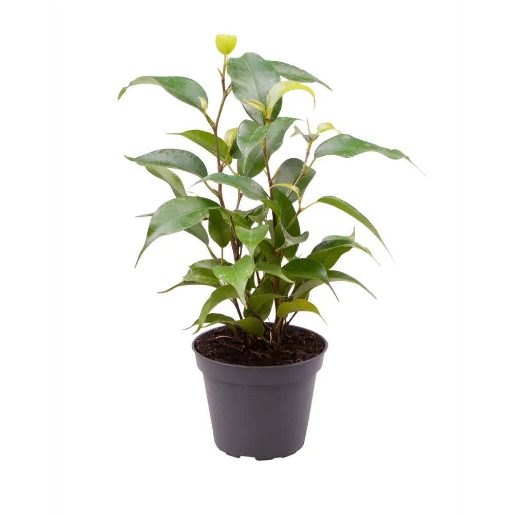 Фикус Бенджамина Наташа от Santreyd — изящное комнатное дерево 89375020 STLM-0966693