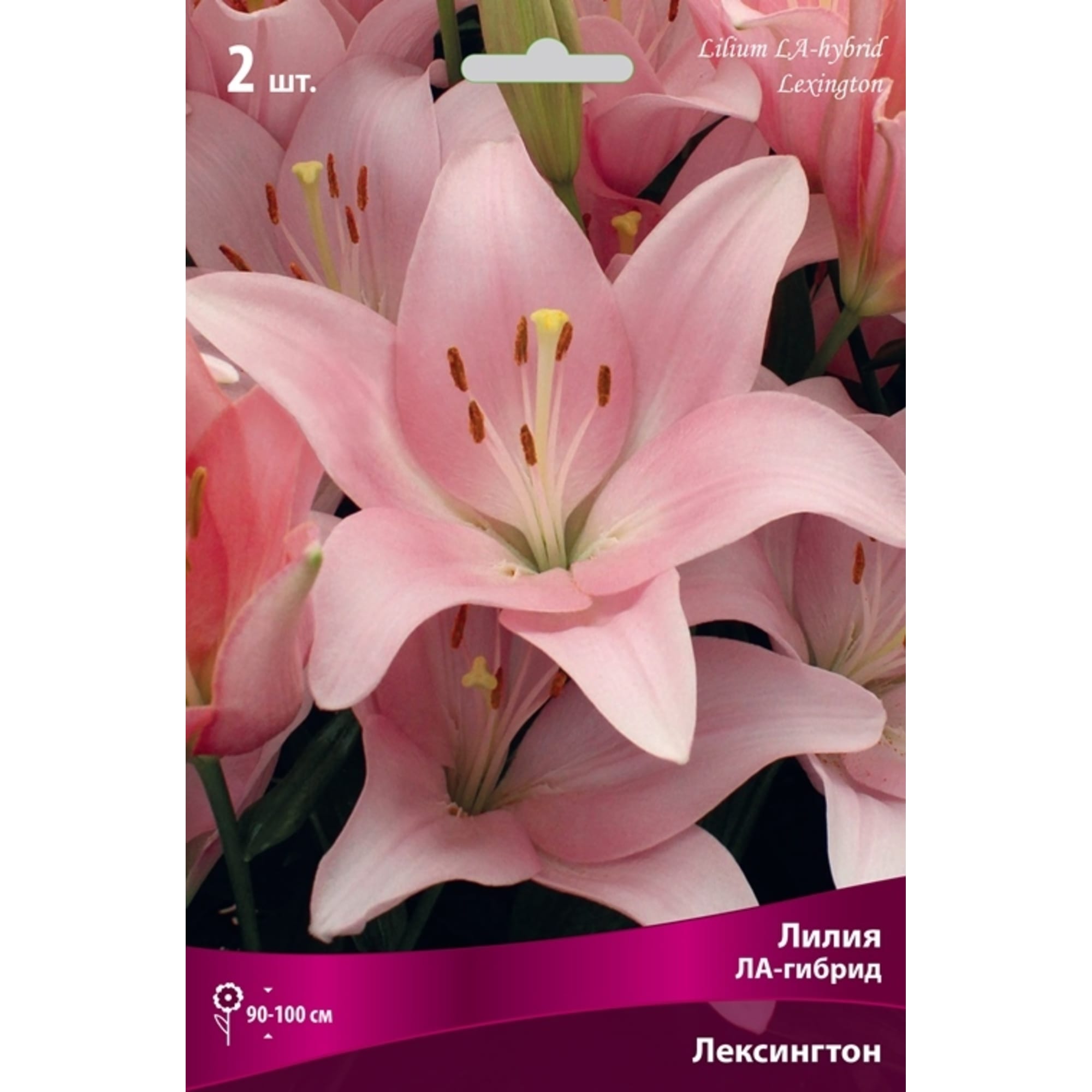 82319571 Лилия ЛА-гибрид «Лексингтон», размер луковицы 14/16 Santreyd  - Вид №2