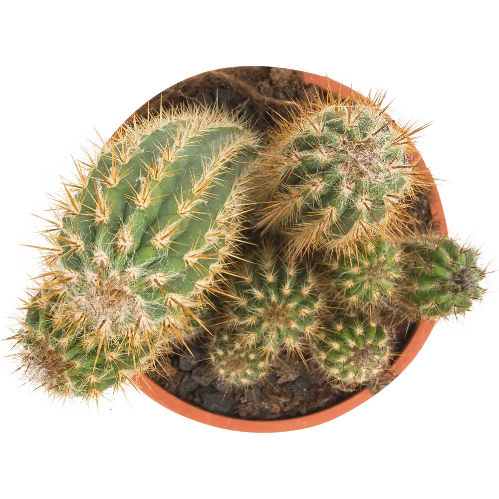 Santreyd Кактус микс в горшке 17×38 см - живой декор для интерьера 82877373 STLM-0955298 - Вид №1