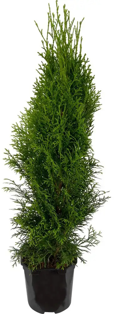 Туя Смарагд Santreyd - изумрудная пирамида для сада 89363484