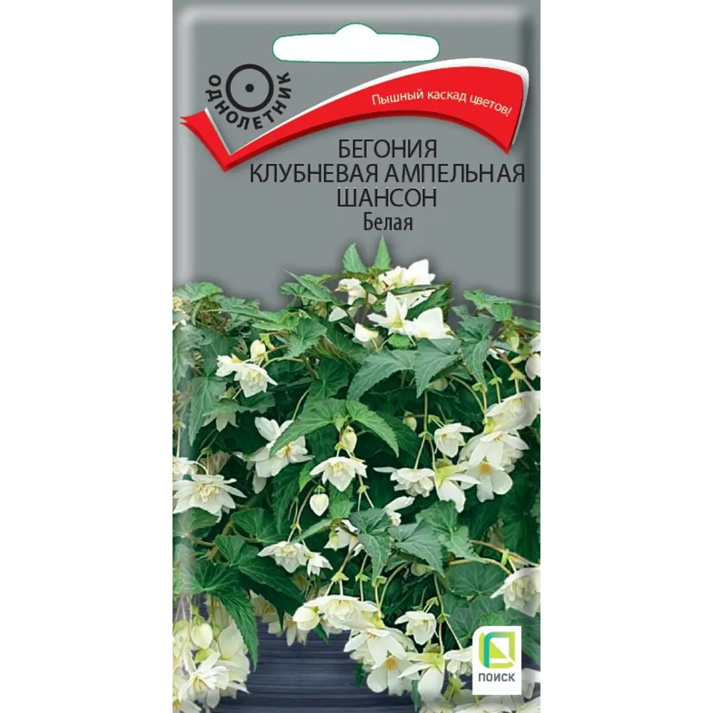 Бегония ампельная Шансон белая ПОИСК - махровое цветочное облако 89402686 STLM-1573436