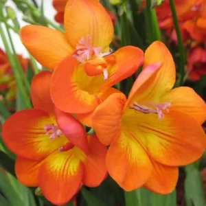 Фрезия «Single Orange», 4х5 см