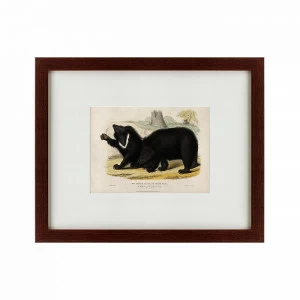 Литография на тонированной бумаге 42х52 см Two ursine sloths, or sloth bears, 1830 КАРТИНЫ В КВАРТИРУ  135636 Бежевый;белый;черный;разноцветный