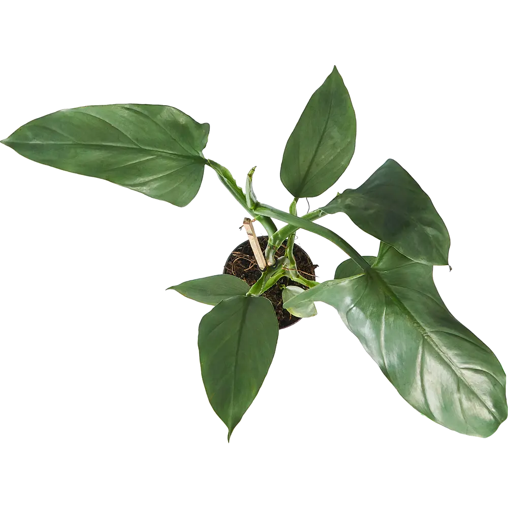 Филодендрон Santreyd Росток - живое украшение интерьера 84587067 STLM-0052408 - Вид №2