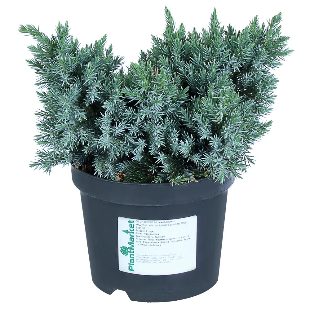 Можжевельник чешуйчатый «Блю Стар» С2, 20-30 см 81969341 STLM-2112687 PLANTMARKET 