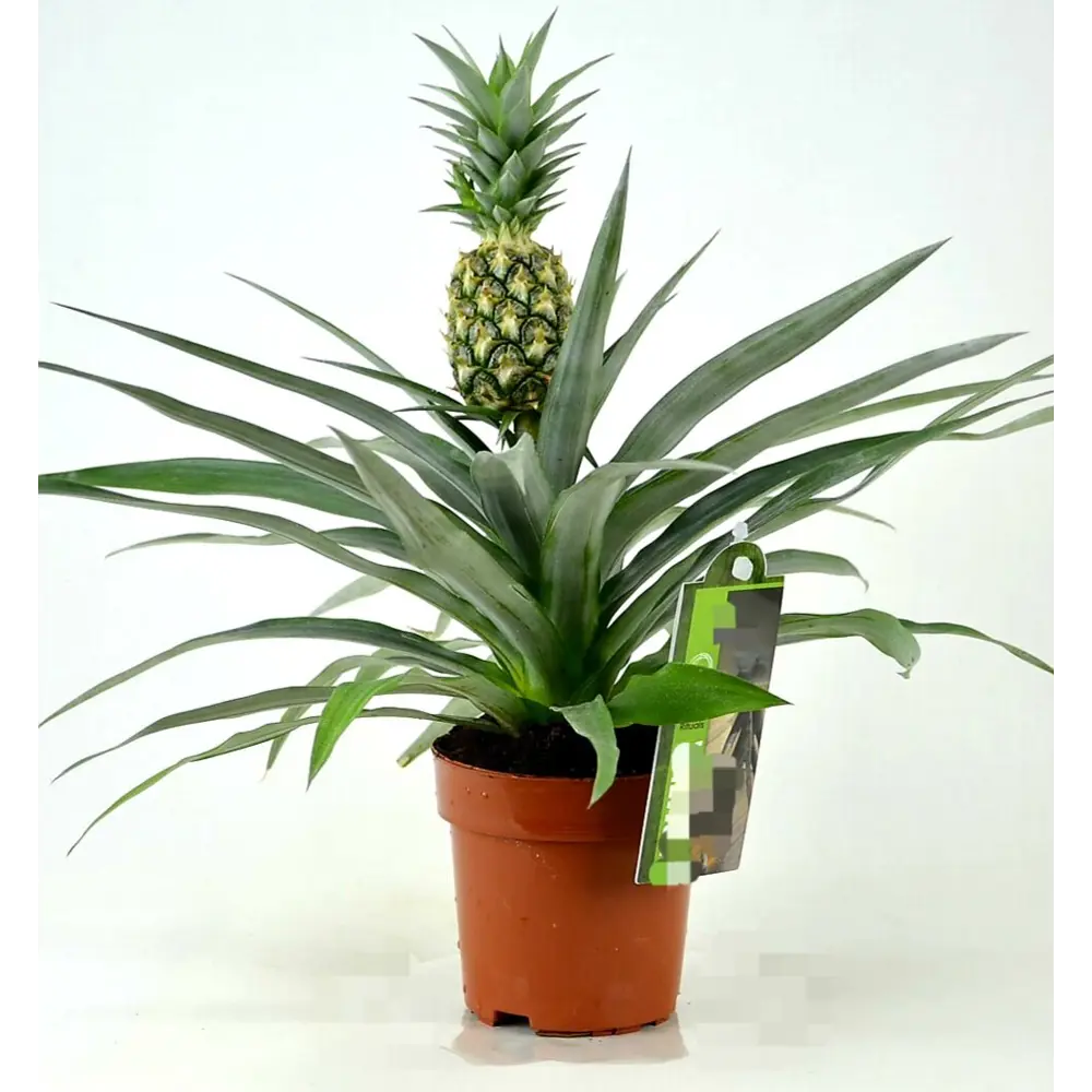 Ананас Вариегата Santreyd ø12 h45 см - комнатное растение с декоративной листвой 89373480 STLM-1509899