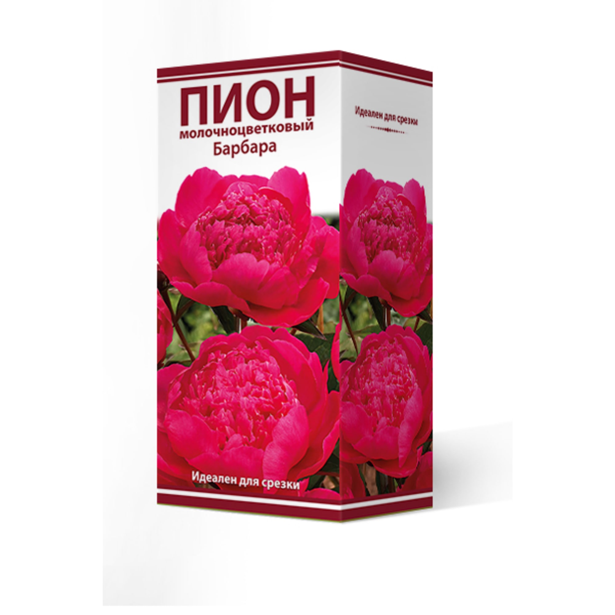 88294982 Пион молочноцветковый Барбара разбор 2-3 Santreyd 