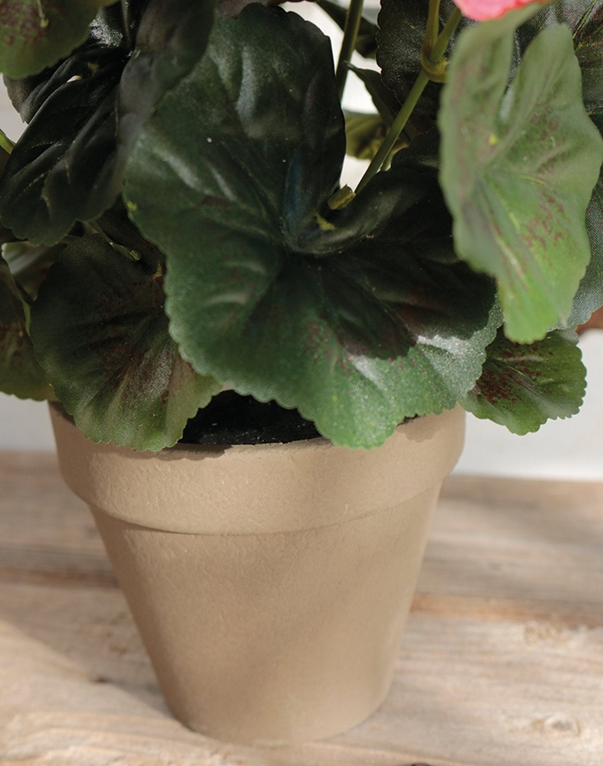 9716 553 a3 Герань шелковая, горшечная, 33 см, абрикос H-andreas  - Вид №5