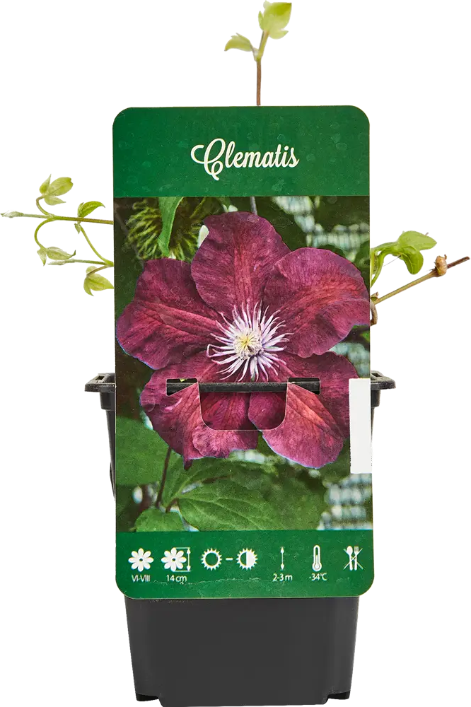 Santreyd Клематис микс - многолетняя цветущая лиана для вертикального озеленения 87718416