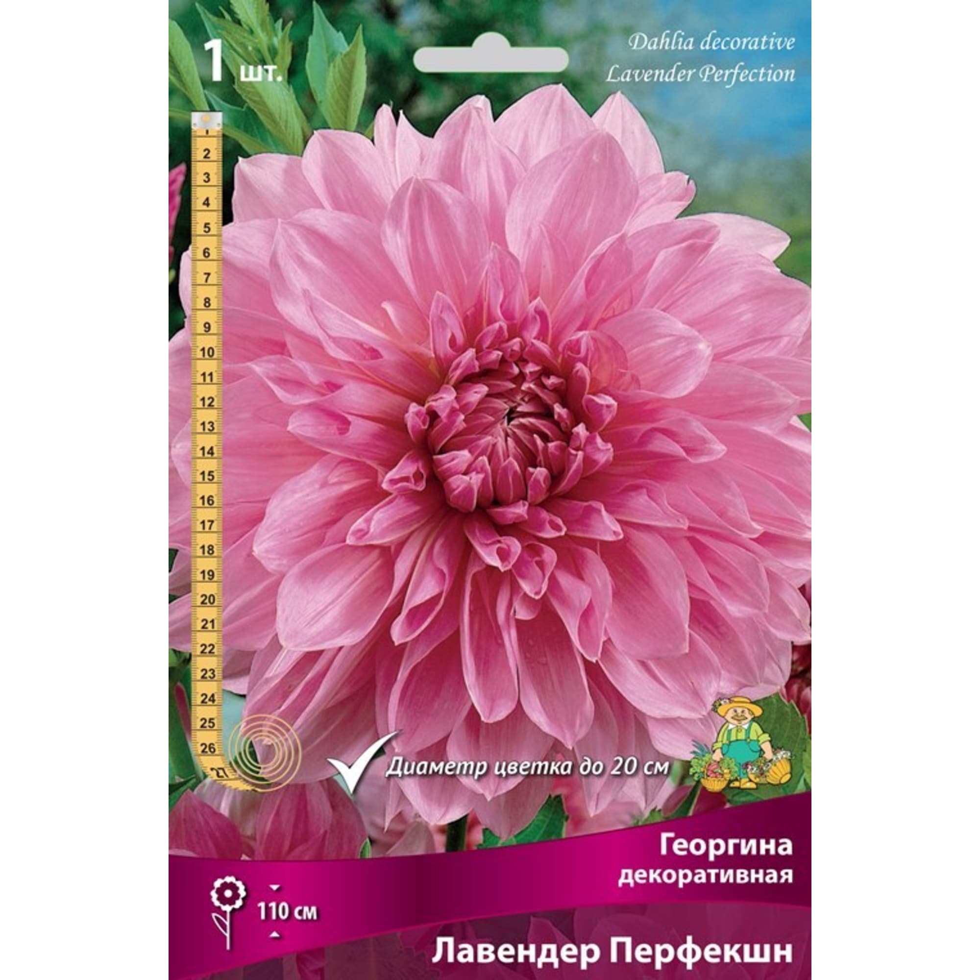 83593793 Георгина декоративная Лавендер Перфекшн луковица I Santreyd 