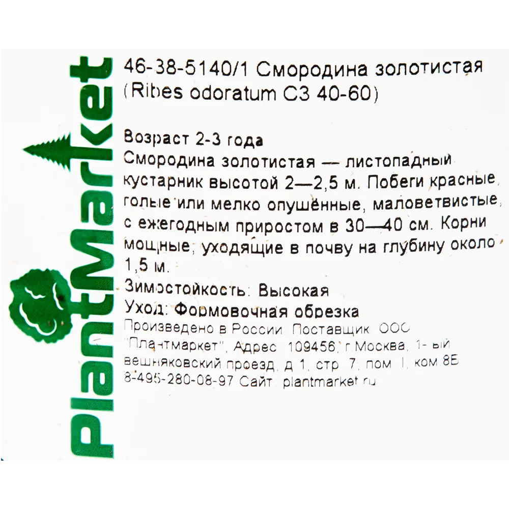 Смородина золотистая C3 40-60 см 82356767 STLM-2079724 PLANTMARKET  - Вид №1