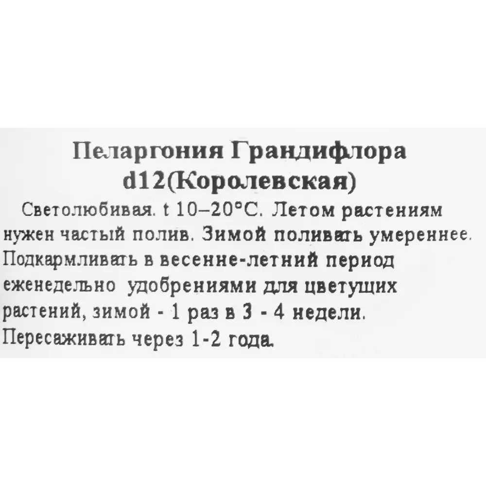 Santreyd Пеларгония грандифлора — цветущий кустарник с розовидными соцветиями 83248148 STLM-0039919 - Вид №2