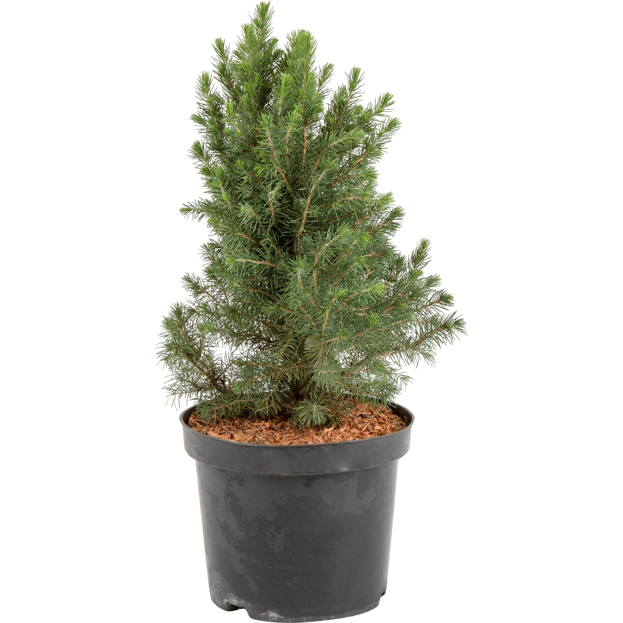 82176349 Ель канадская «Дэйзис Уайт» 2-3 л 30-50 см Santreyd 