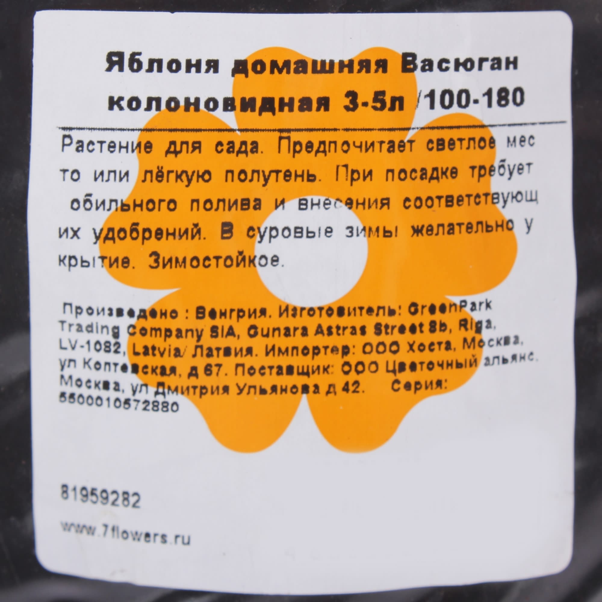 81959282 Яблоня колоновидная «Васюган» 3-5 л/100 Santreyd  - Вид №1