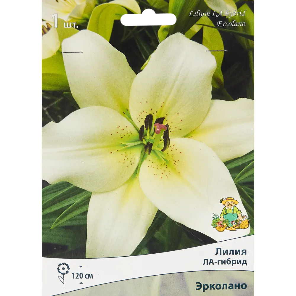 Лилия ла-гибрид Эрколано 85205737 STLM-2172501 ПОИСК 