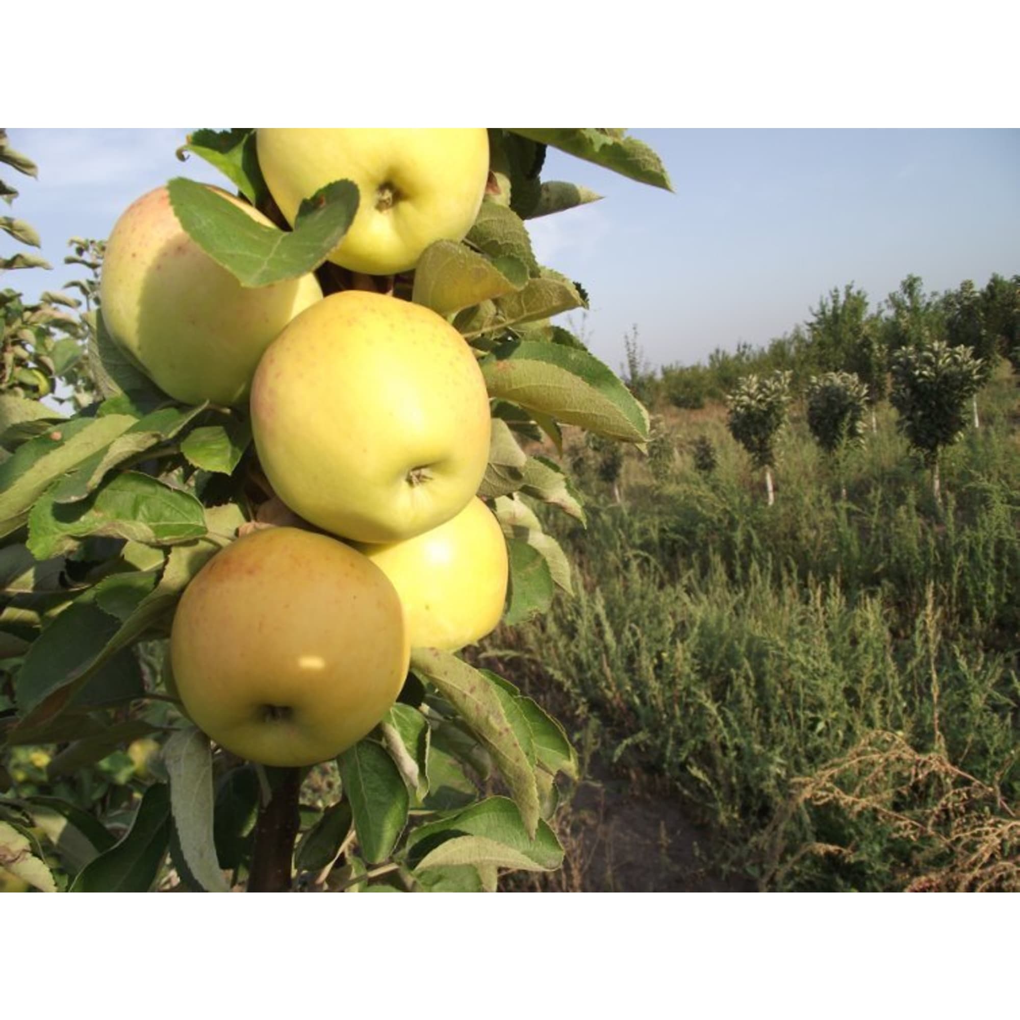 82597162 Яблоня колоновидная «Янтарное ожерелье» C4 высота 100 см Santreyd 