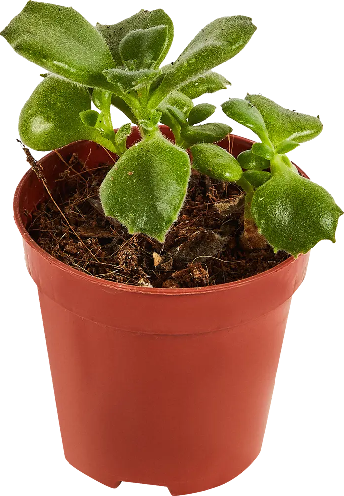 Santreyd Котиледон Леди Смит — изящный суккулент с колокольчатыми цветами 87819706