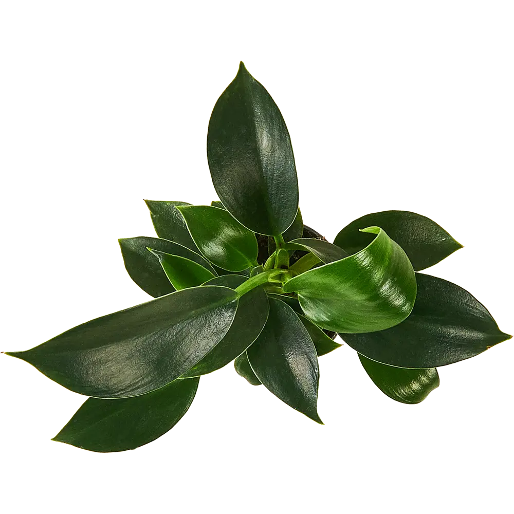 Филодендрон Вайт Мэже Santreyd - редкий сорт с бело-зелёными листьями 87819634 STLM-0075868 - Вид №2