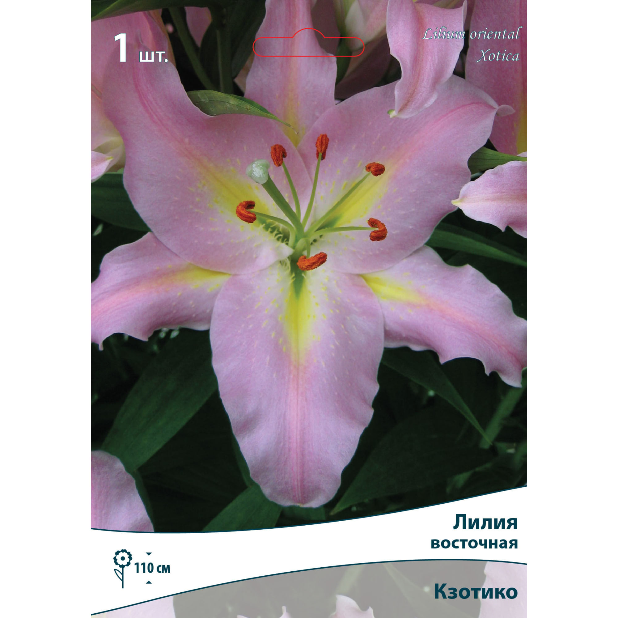 88294773 Лилия восточная Кзотико луковица 14/16 Santreyd 
