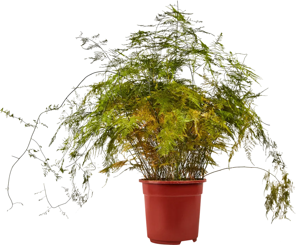 Аспарагус Сетацеус Santreyd - комнатное растение для уютного интерьера 85062703
