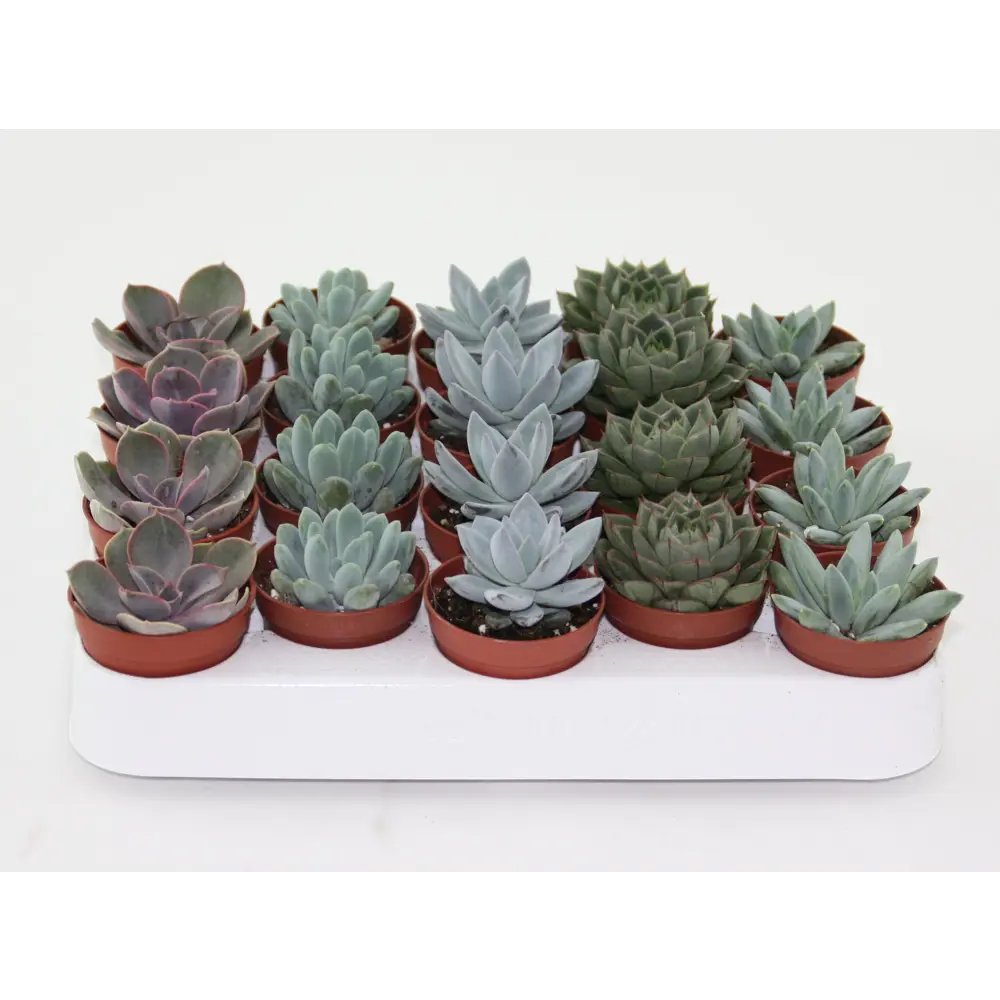 Santreyd Эхеверия Зонен - суккулент для стильного интерьера 82580051 STLM-0030561 - Вид №2