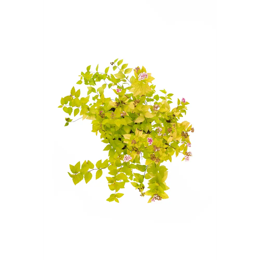 Спирея Golden Princess - декоративный кустарник с меняющейся окраской 85292553 Santreyd STLM-1581609