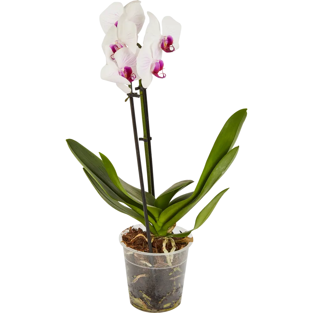 Santreyd Орхидея Фаленопсис Каскад с цветами-бабочками 85324970 STLM-0061532 - Вид №2
