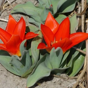 Тюльпан Greigii Orange GEOLIA 11/12 6/36