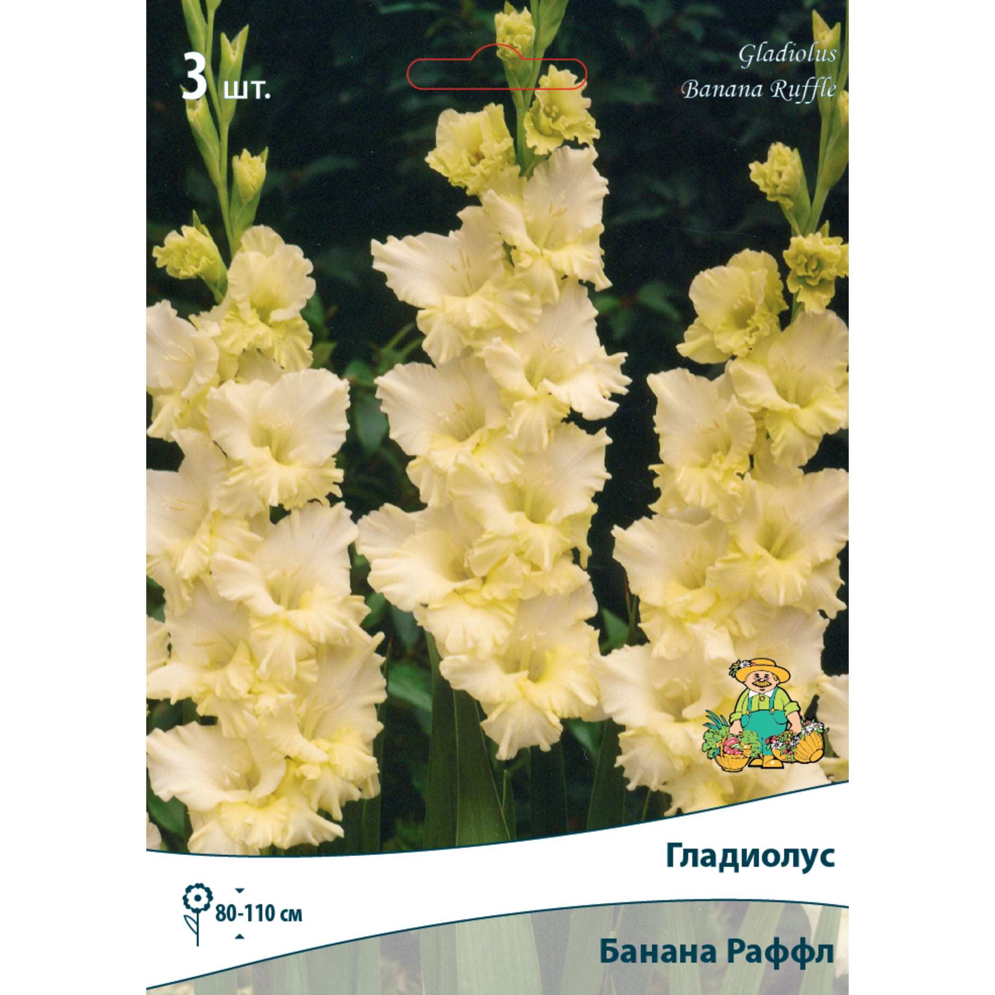 83596441 Гладиолус гофрированный Банана Раффл луковица 10/12 Santreyd 