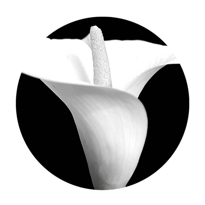 F156X160 Картина Джотто Adriani e Rossi  - Вид №11