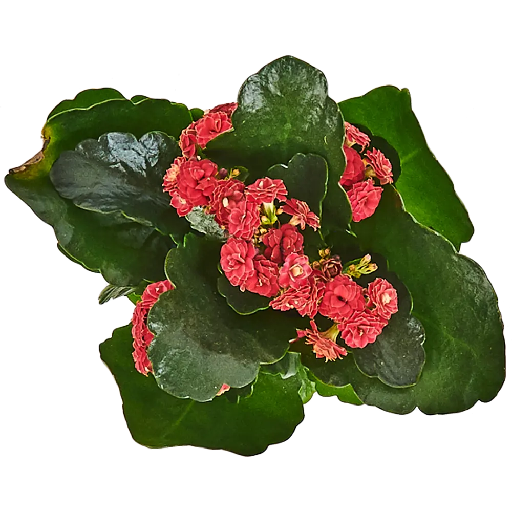 Santreyd Каланхоэ Каландива Ле Шик - цветущий суккулент с лечебными свойствами 82579805 STLM-0030533 - Вид №1