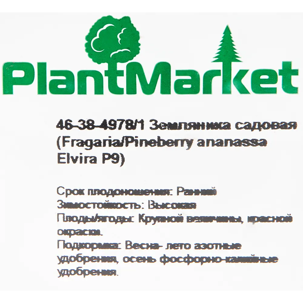 Земляника садовая «Эльвира» 9x15 см 82625405 STLM-2051711 PLANTMARKET  - Вид №1