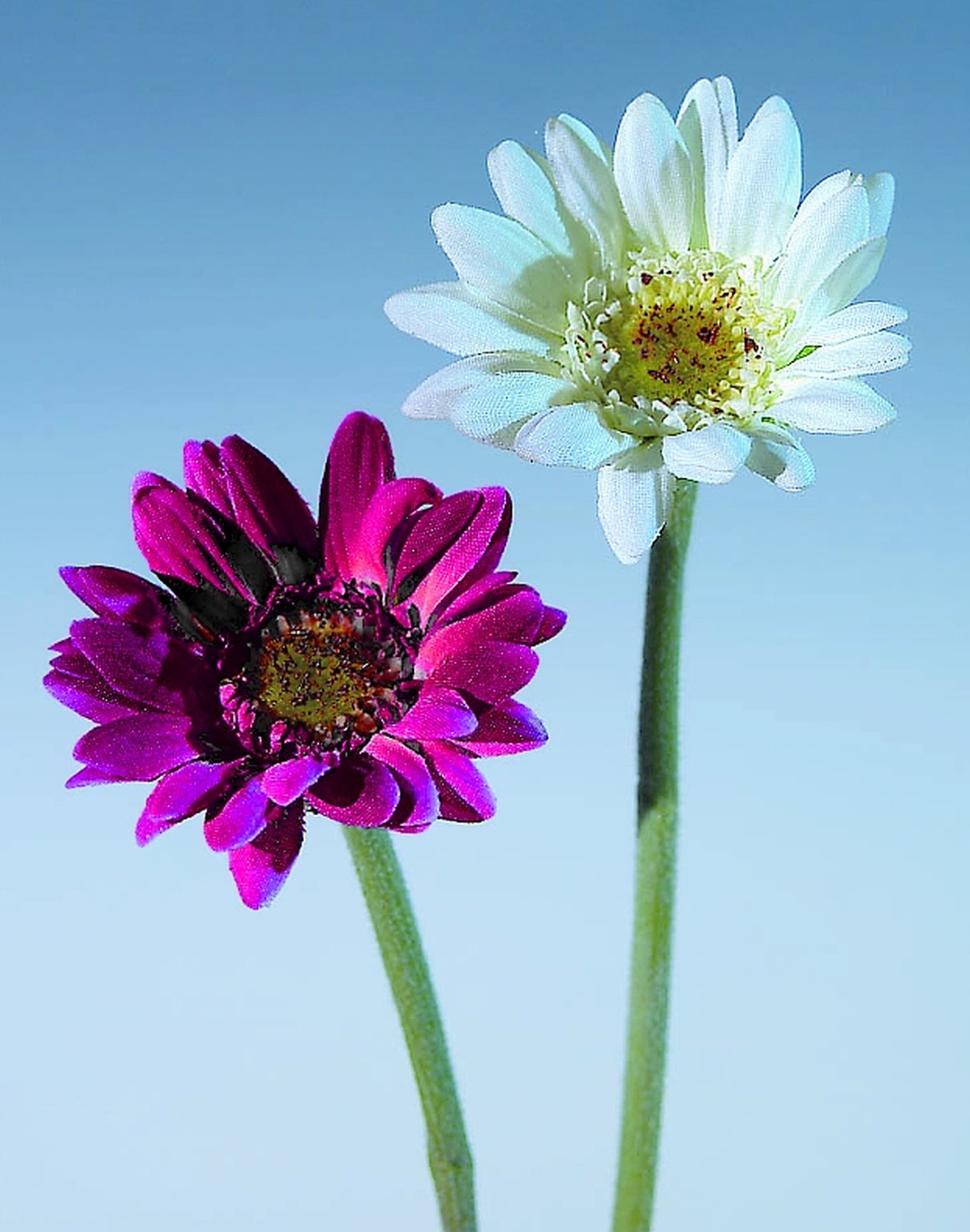 4214 490 a2 Искусственная гербера, 23 см, красно-черный H-andreas  - Вид №1